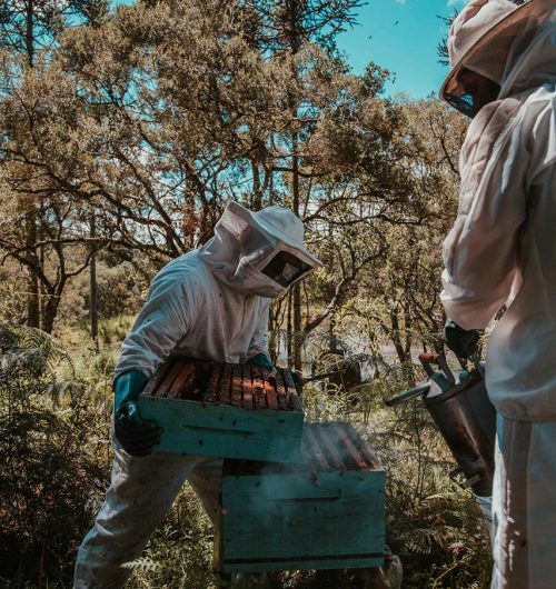 beekeepers
