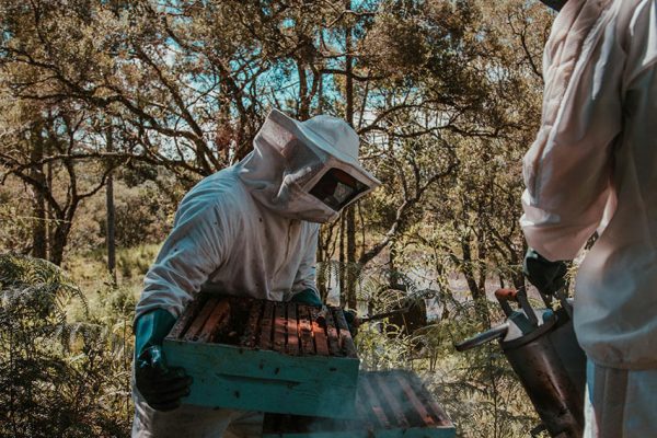 beekeepers